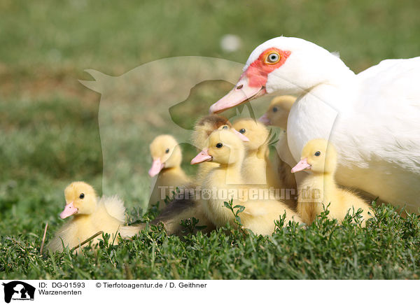 Warzenenten / Muscovy ducks / DG-01593