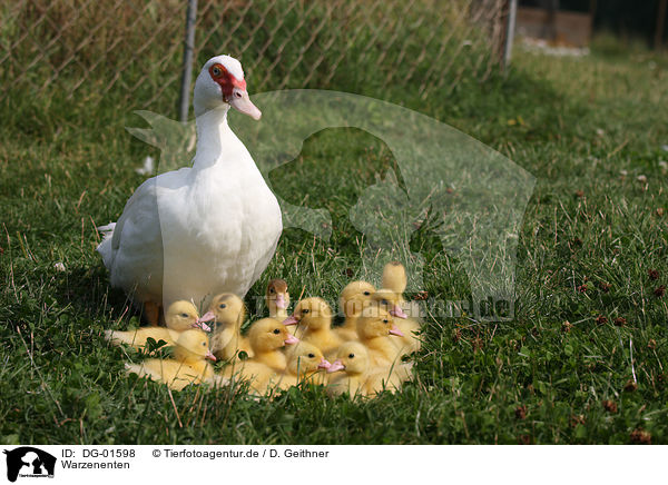 Warzenenten / Muscovy ducks / DG-01598