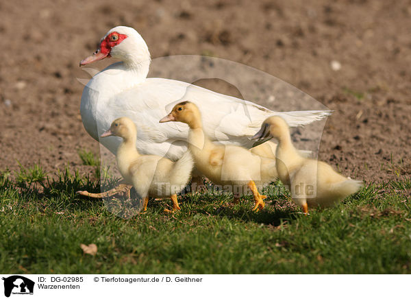 Warzenenten / muscovy ducks / DG-02985