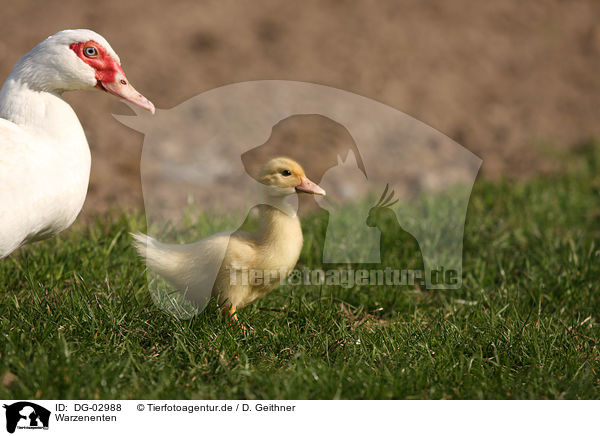 Warzenenten / muscovy ducks / DG-02988