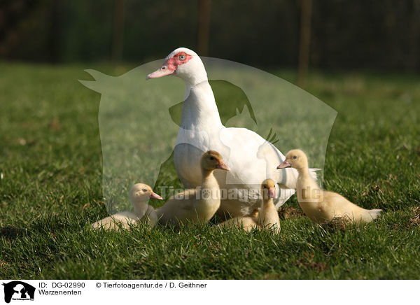 Warzenenten / muscovy ducks / DG-02990