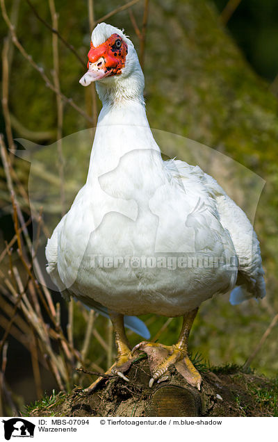 Warzenente / Muscovy duck / MBS-07094