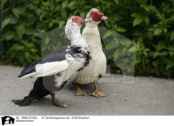 Warzenenten / Muscovy ducks / DMS-07463