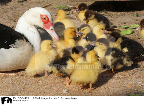 Warzenenten / Muscovy ducks / SS-34479