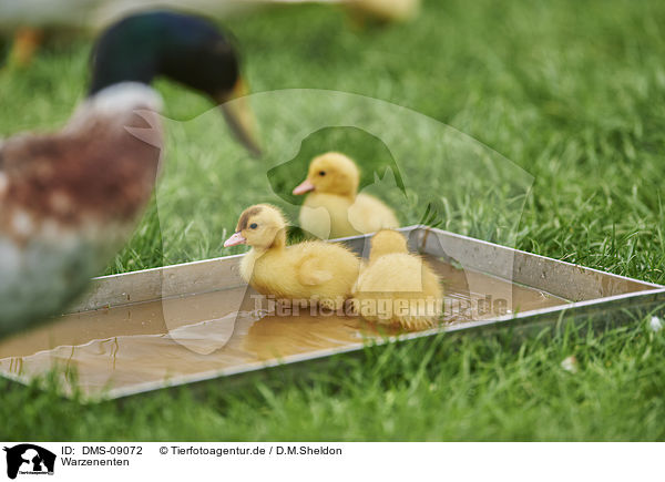 Warzenenten / Muscovy ducks / DMS-09072