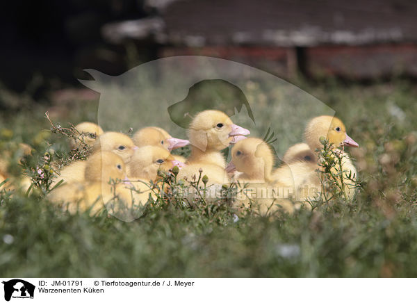 Warzenenten Kken / Muscovy Ducklings / JM-01791
