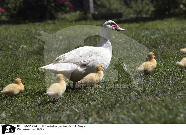 Warzenenten Kken / Muscovy Ducklings / JM-01794