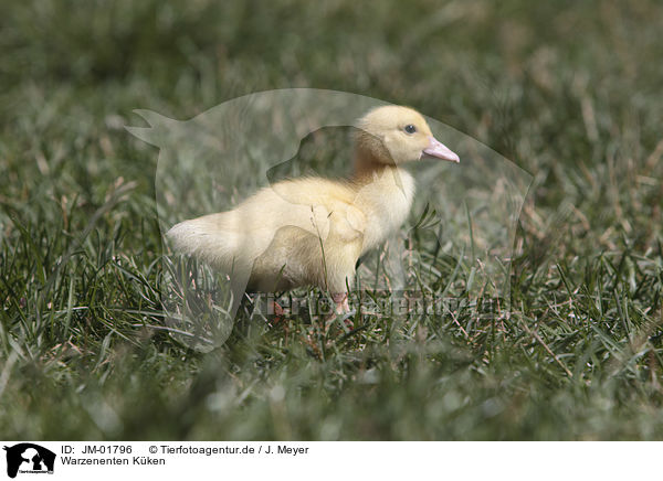 Warzenenten Kken / Muscovy Duckling / JM-01796