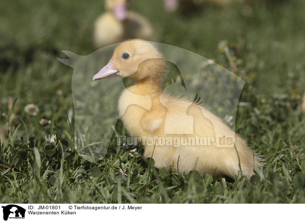 Warzenenten Kken / Muscovy Ducklings / JM-01801