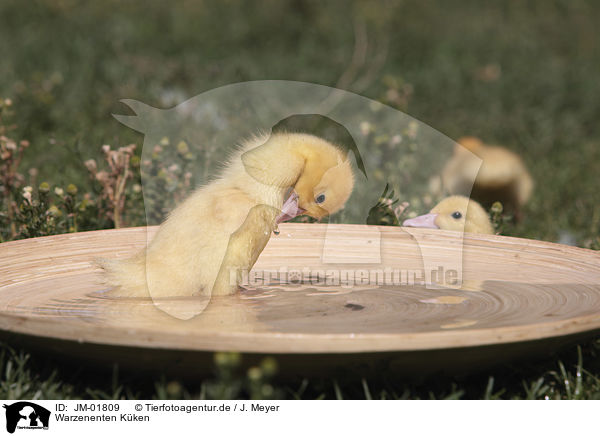 Warzenenten Kken / Muscovy Ducklings / JM-01809
