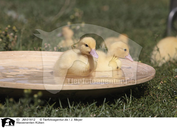Warzenenten Kken / Muscovy Ducklings / JM-01812