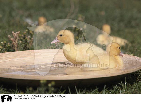 Warzenenten Kken / Muscovy Ducklings / JM-01813