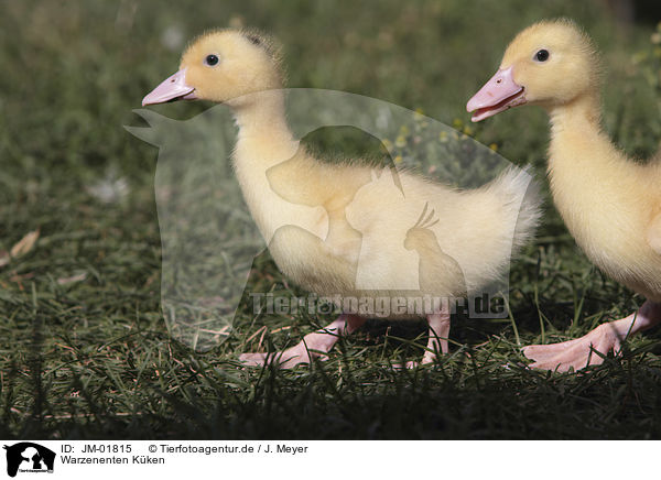 Warzenenten Kken / Muscovy Ducklings / JM-01815