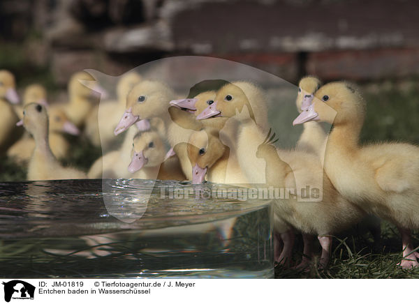 Entchen baden in Wasserschssel / Ducklings bathing in water bowl / JM-01819