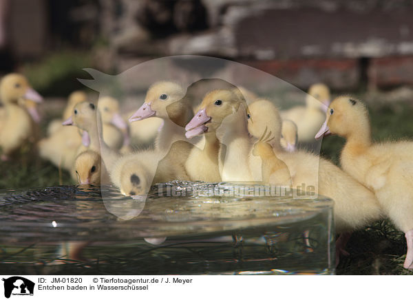 Entchen baden in Wasserschssel / Ducklings bathing in water bowl / JM-01820