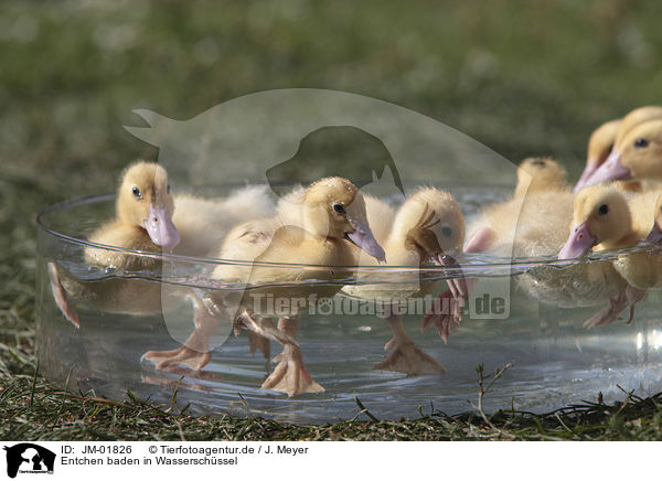 Entchen baden in Wasserschssel / Ducklings bathing in water bowl / JM-01826