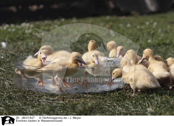 Entchen baden in Wasserschssel / Ducklings bathing in water bowl / JM-01827
