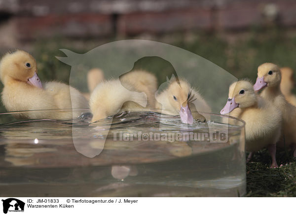 Warzenenten K�ken / Muscovy Ducklings / JM-01833