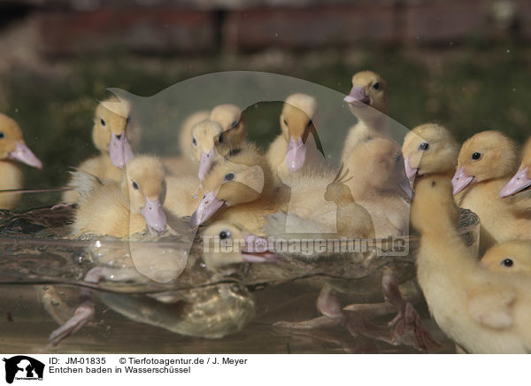 Entchen baden in Wasserschssel / Ducklings bathing in water bowl / JM-01835