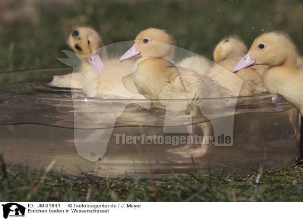 Entchen baden in Wasserschssel / Ducklings bathing in water bowl / JM-01841
