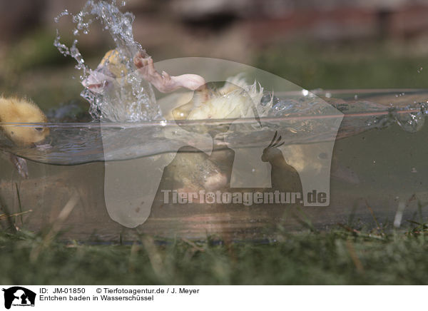 Entchen baden in Wasserschssel / Ducklings bathing in water bowl / JM-01850