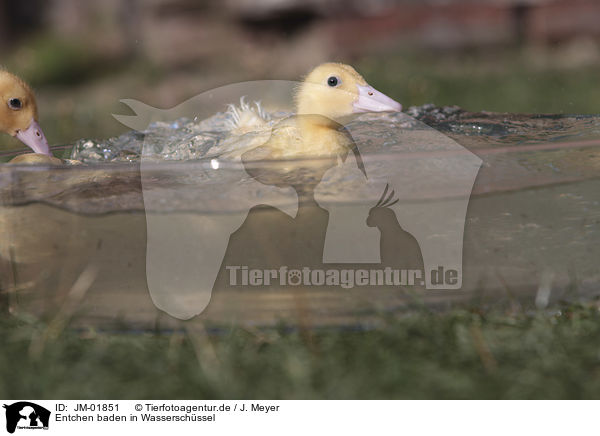 Entchen baden in Wasserschssel / Ducklings bathing in water bowl / JM-01851