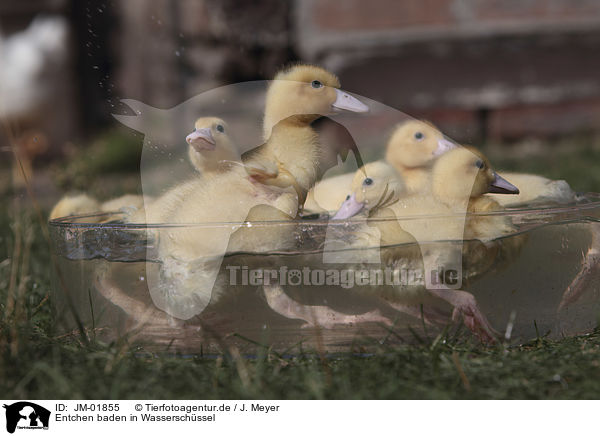 Entchen baden in Wasserschssel / Ducklings bathing in water bowl / JM-01855