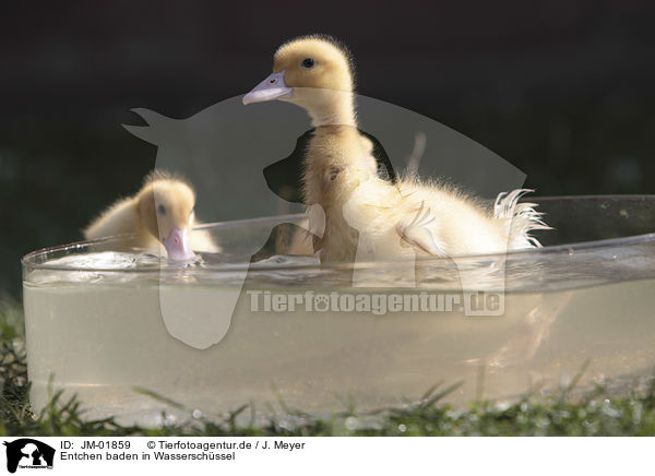 Entchen baden in Wasserschssel / Ducklings bathing in water bowl / JM-01859