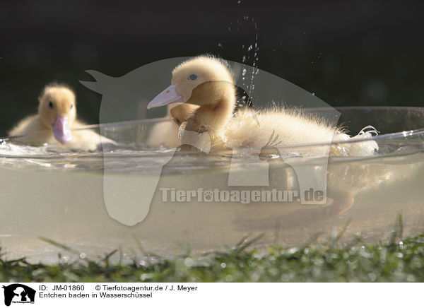 Entchen baden in Wasserschssel / Ducklings bathing in water bowl / JM-01860