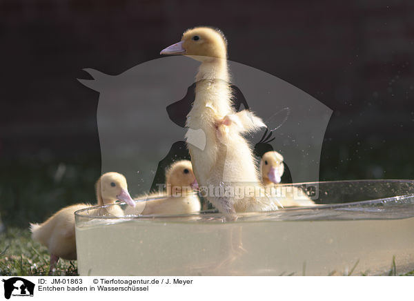 Entchen baden in Wasserschssel / Ducklings bathing in water bowl / JM-01863