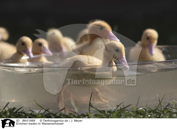 Entchen baden in Wasserschssel / Ducklings bathing in water bowl / JM-01866