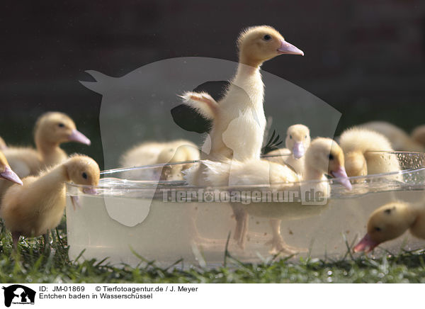 Entchen baden in Wasserschssel / Ducklings bathing in water bowl / JM-01869