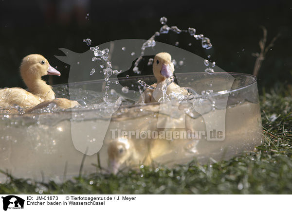 Entchen baden in Wasserschssel / JM-01873