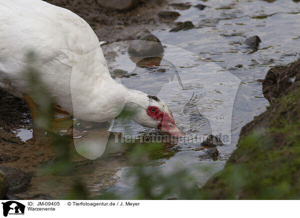 Warzenente / Muscovy duck / JM-09405