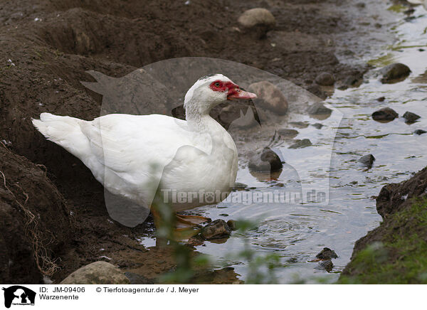 Warzenente / Muscovy duck / JM-09406