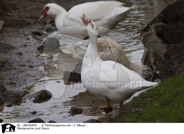 Warzenente und Gans / Muscovy duck and goose / JM-09409