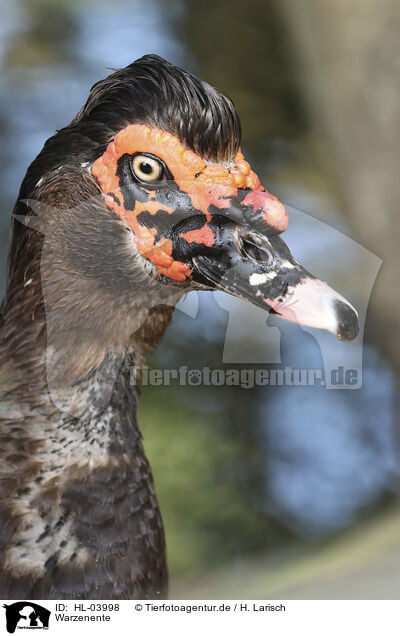 Warzenente / Muscovy duck / HL-03998