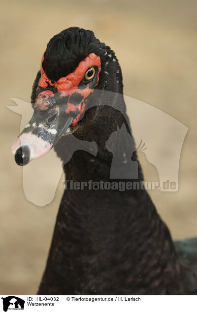 Warzenente / Muscovy duck / HL-04032