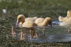 Entchen baden in Wasserschssel