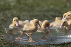 Entchen baden in Wasserschssel