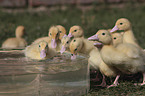 Entchen baden in Wasserschssel