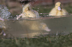 Entchen baden in Wasserschssel