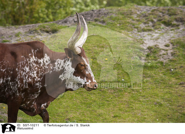 Watussirind / cattle / SST-10211