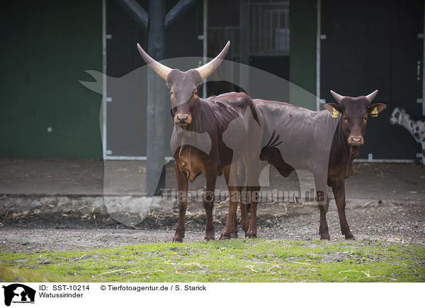 Watussirinder / cattle / SST-10214