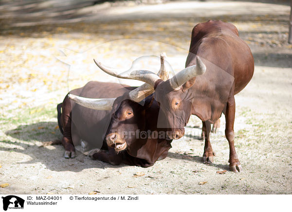 Watussirinder / Ankole Longhorns / MAZ-04001