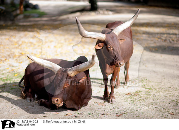 Watussirinder / Ankole Longhorns / MAZ-04002