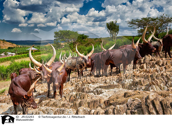 Watussirinder / Ankole Longhorns / JR-02263