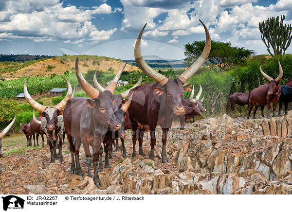 Watussirinder / Ankole Longhorns / JR-02267
