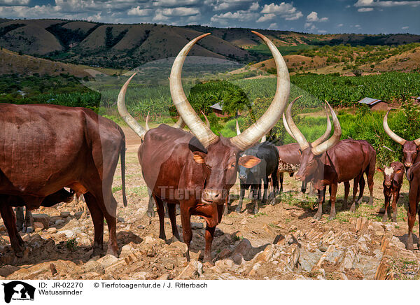 Watussirinder / Ankole Longhorns / JR-02270