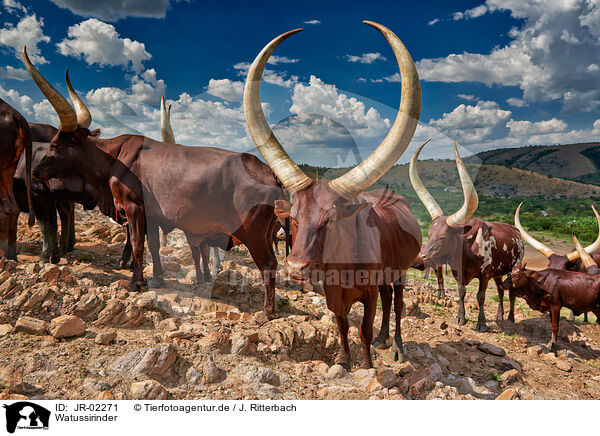 Watussirinder / Ankole Longhorns / JR-02271